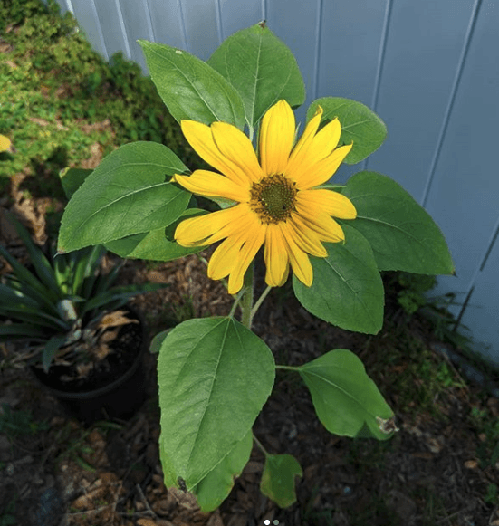 A Sunflower Update