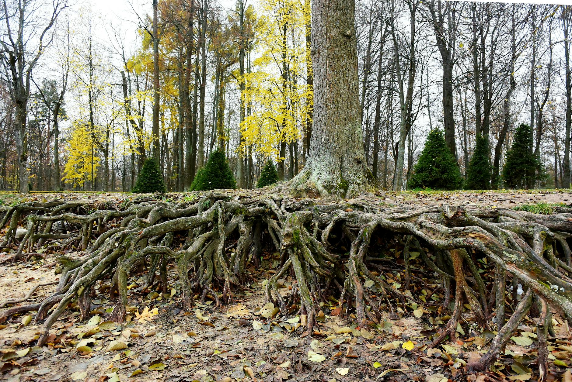 Going Back to My Roots: Contributing to WordPress Plugins