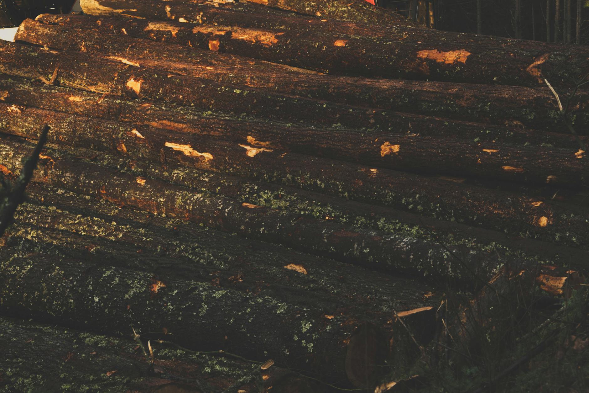 logs wood wooden logs