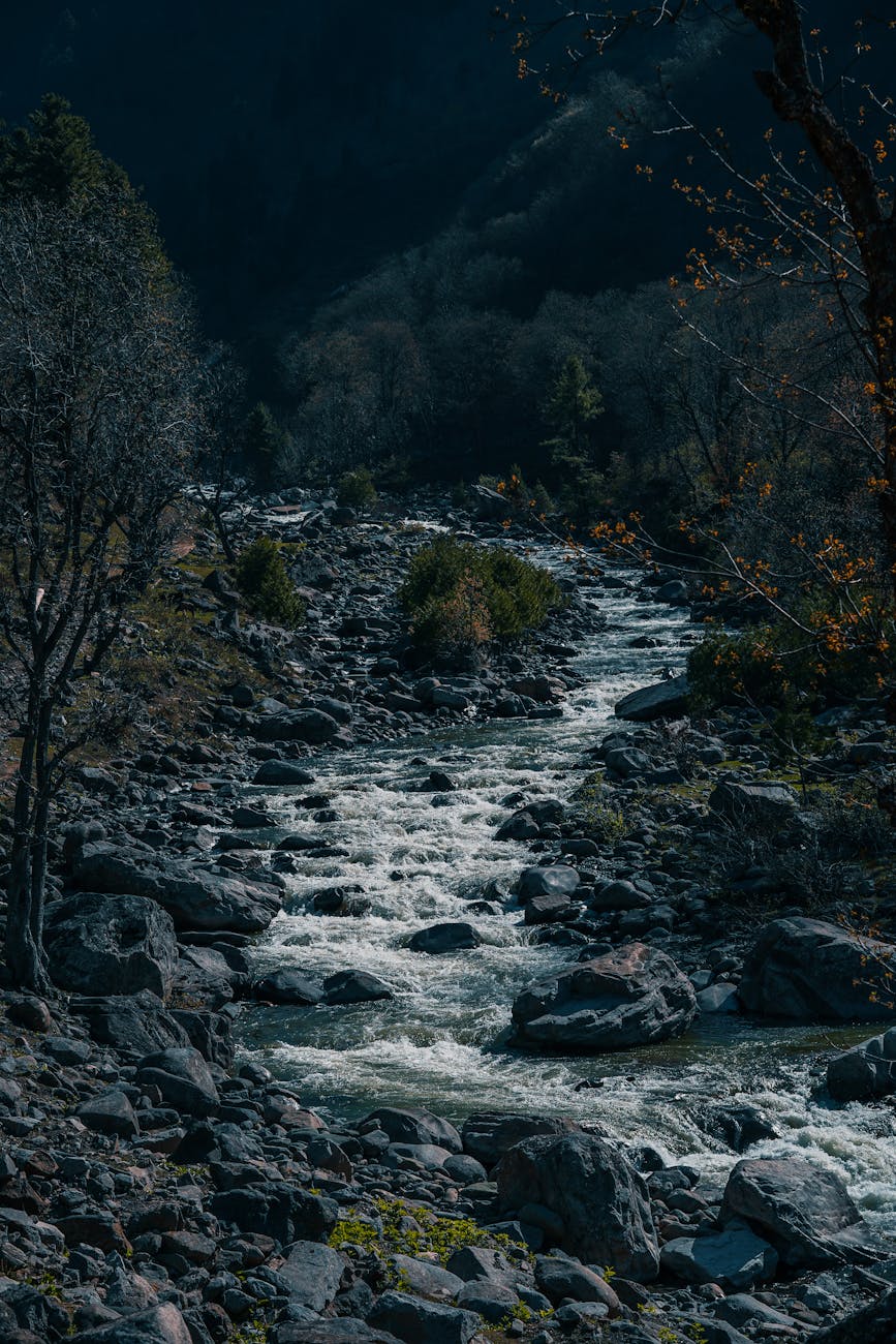 a flowing river in the middle of the forest